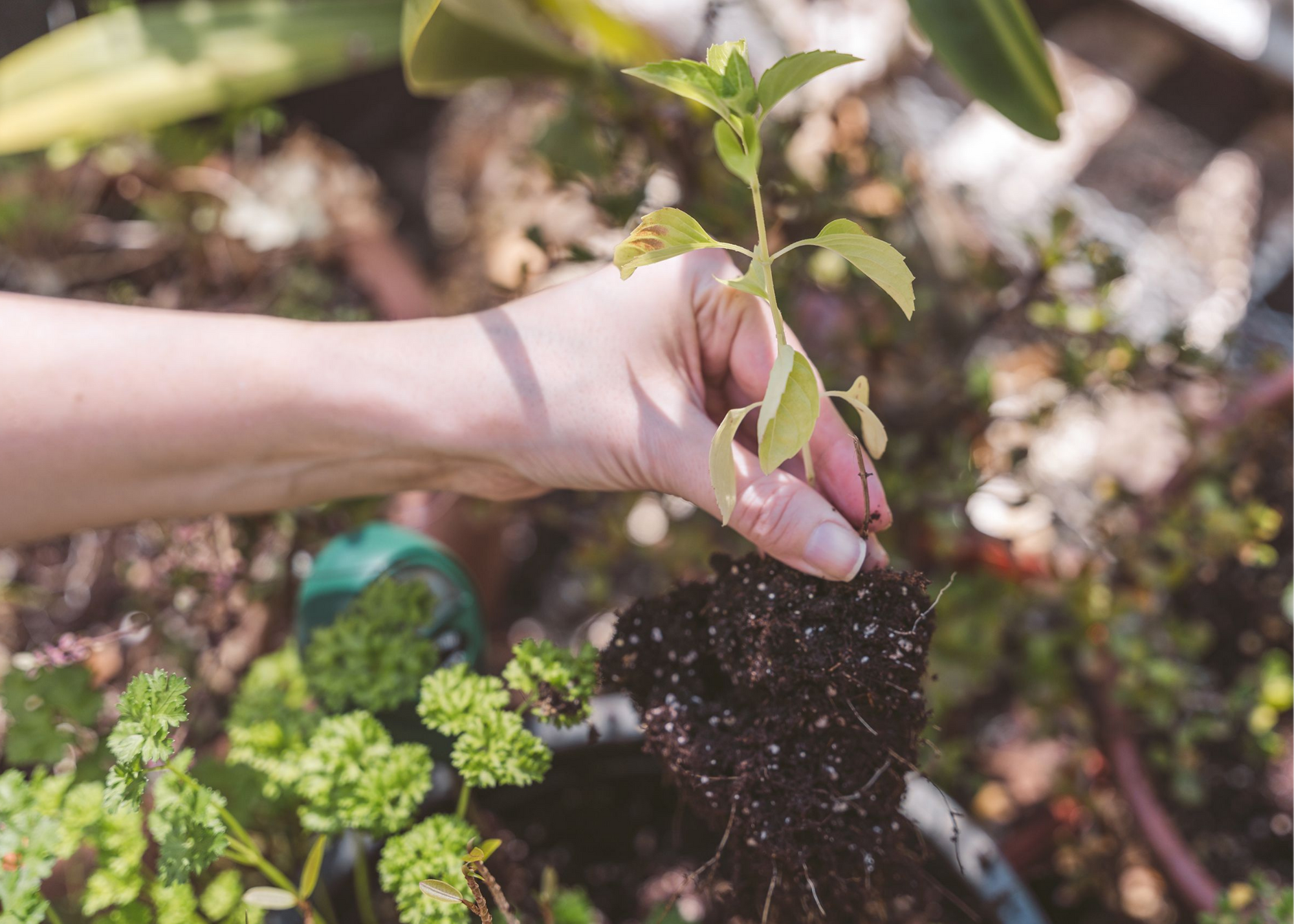 Starting A Backyard Garden: Tips for Beginners