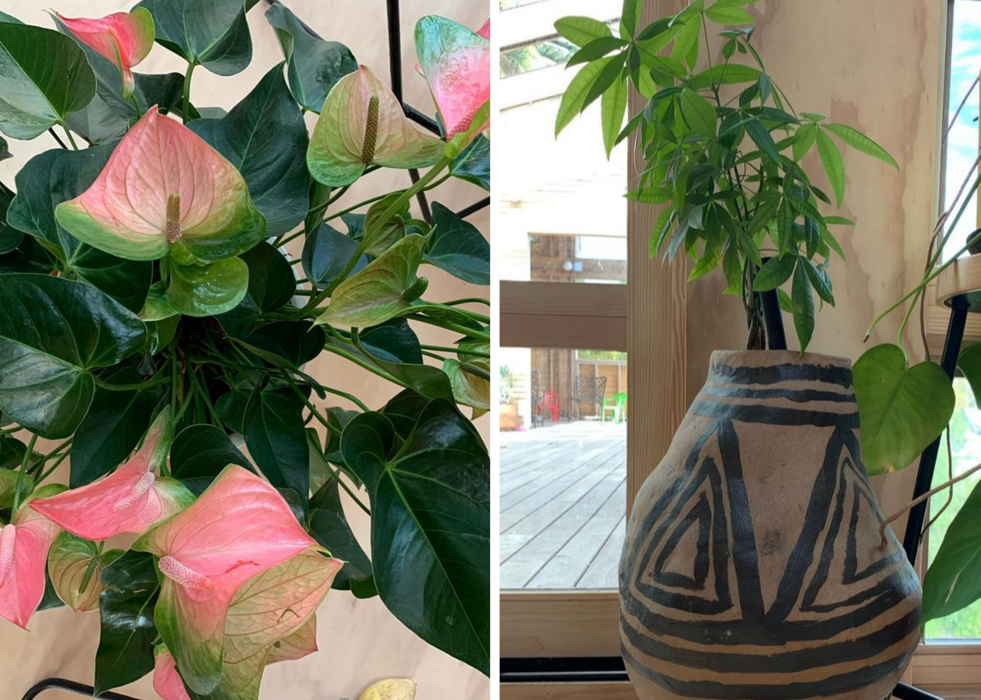 Split image of pink anthurium flowers and a leafy houseplant in a decorated ceramic pot.