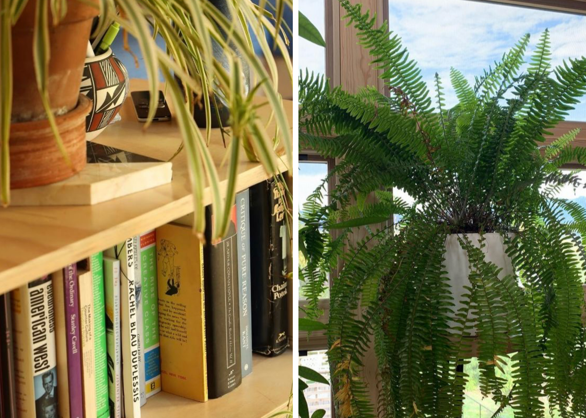Split image of a spider plant over a bookshelf and a fern in a white pot by a window.