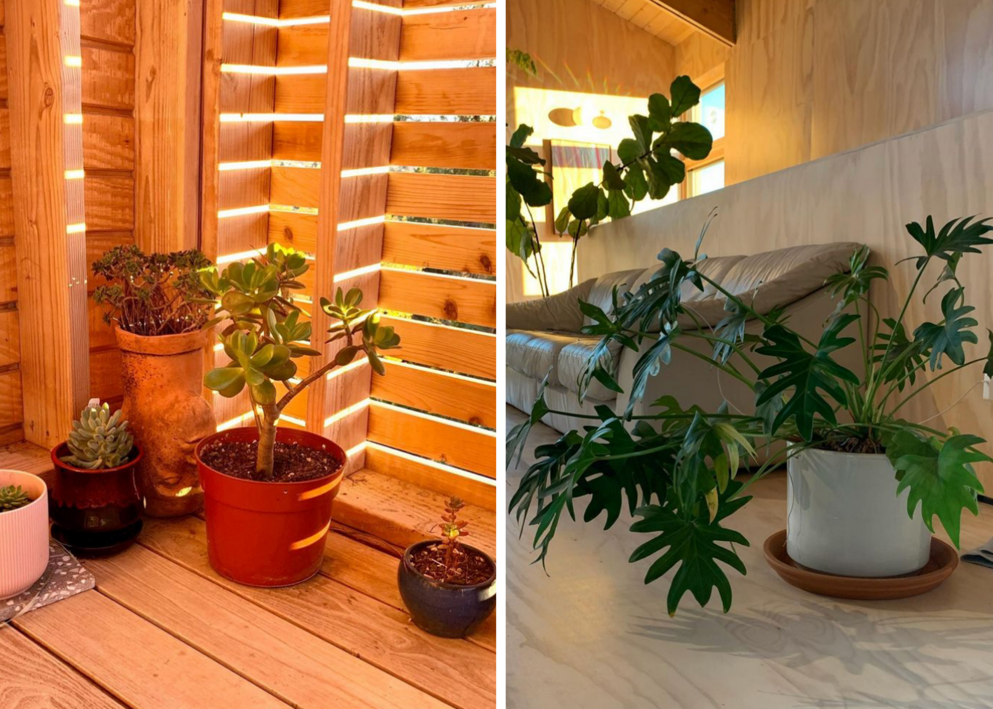 Split image of potted houseplants in a wooden enclosure and beside a sofa.