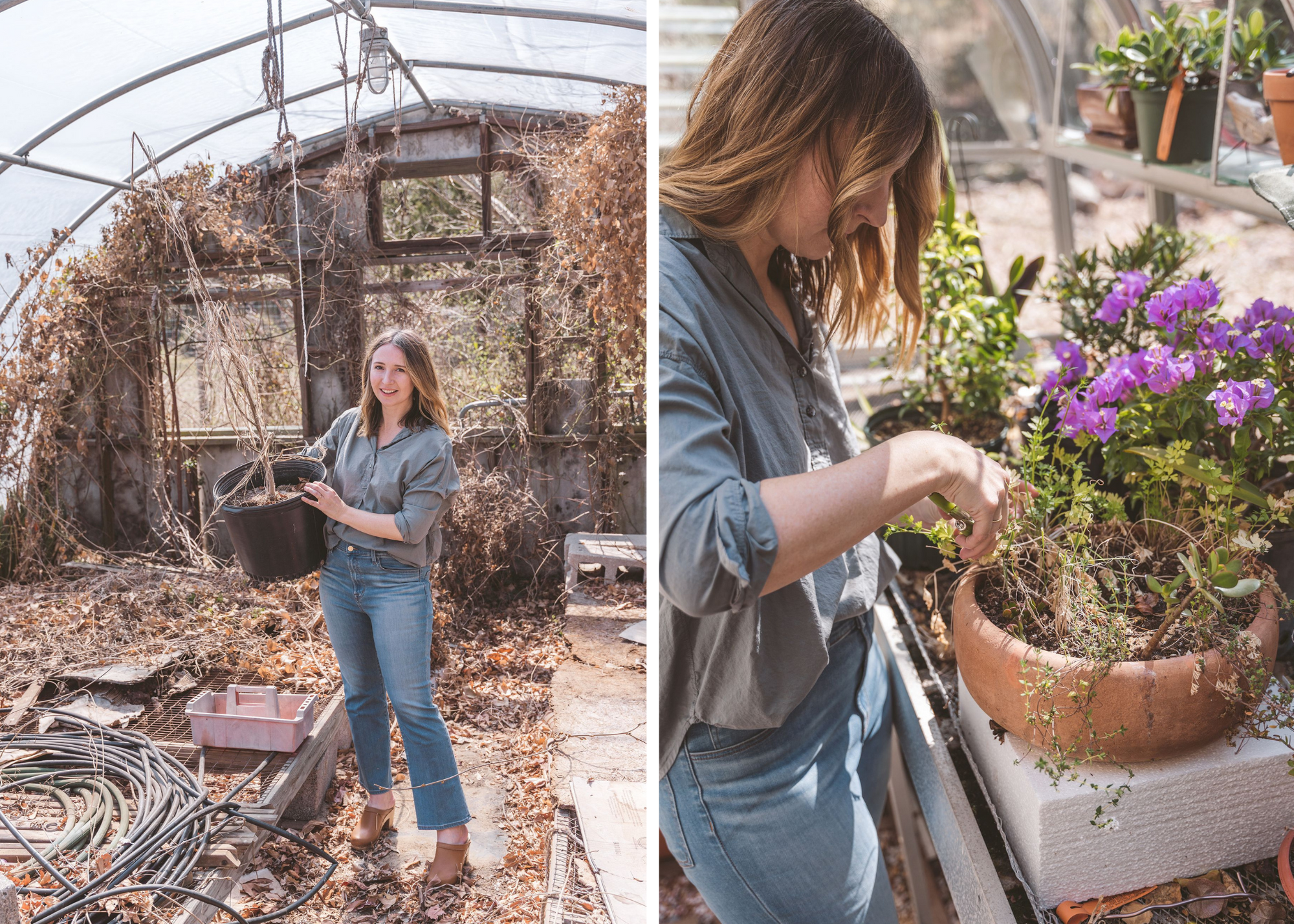 Split image showing a person carrying a plant pot in a greenhouse and tending potted purple flowers.