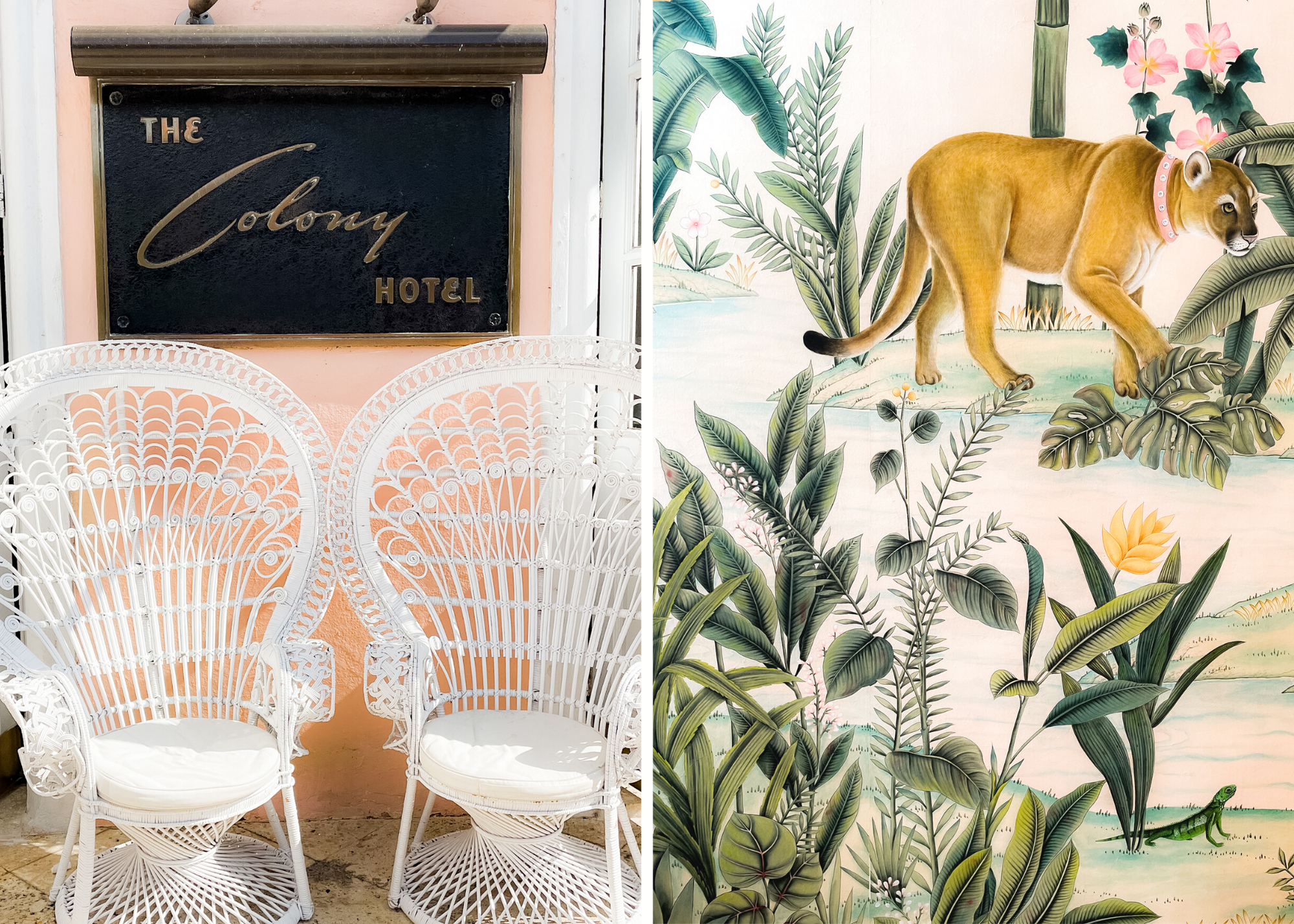 Split image showing a Colony Hotel sign with white chairs and a mural of a tiger among tropical plants.