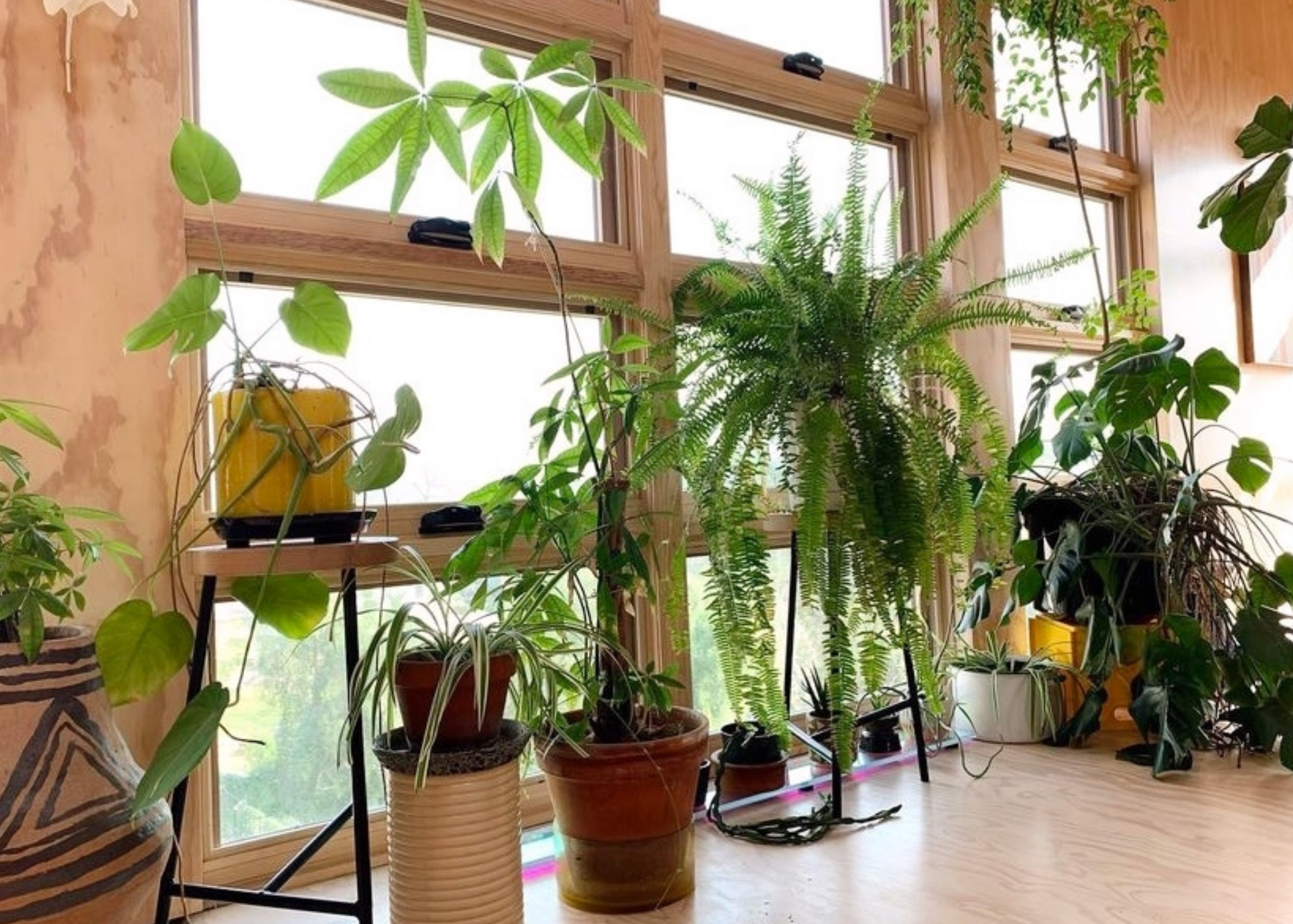 Collection of potted houseplants arranged in front of large windows, including a hanging fern and plants on stands and the floor.